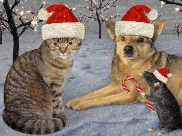 ¿QUÉ DEBEMOS HACER CON NUESTRAS MASCOTAS EN ESTA TEMPORADA DE FRÍO?